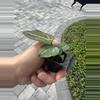 plant/Anthurium wonderboy X Michelle starter plant growers choice-6-thumbnail