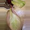 plant/Red congo mint high variegated with lots of pink!-1-thumbnail