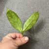 plant/Hoya Lobbi Silver - fresh top cutting-3-thumbnail