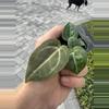 plant/Anthurium wonderboy X Michelle starter plant growers choice-3-thumbnail