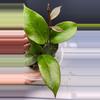 free_shipping/Hoya Thai Sunrise-ADD On-5-thumbnail