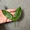 plant/Hoya Lobbi Silver - fresh top cutting-2-thumbnail
