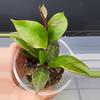 free_shipping/Hoya Thai Sunrise-ADD On-0-thumbnail