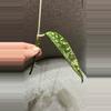 plant/Hoya Gayo Lues Splash - Fresh top cutting-3-thumbnail