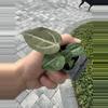 plant/Anthurium wonderboy X Michelle starter plant growers choice-5-thumbnail