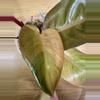 plant/Red congo mint high variegated with lots of pink!-0-thumbnail
