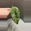 plant/Hoya Gayo Lues Splash - Fresh top cutting-0-thumbnail