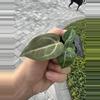 plant/Anthurium wonderboy X Michelle starter plant growers choice-4-thumbnail