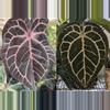 plant/Anthurium wonderboy X Michelle starter plant growers choice-0-thumbnail