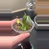 plant/Philodendron Melanochrysum Orange Acclimated TC-0-thumbnail