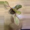 plant/Red congo mint high variegated with lots of pink!-3-thumbnail