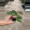 plant/Seed grown anthurium Hoffmanii x papillilaminum red sinus starter plant growers-4-thumbnail