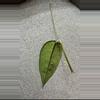 plant/Hoya Gayo Lues Splash - Fresh top cutting-4-thumbnail