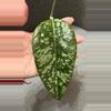 plant/Hoya Gayo Lues Splash - Fresh top cutting-2-thumbnail