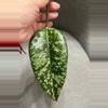 plant/Hoya Gayo Lues Splash - Fresh top cutting-1-thumbnail