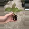 plant/Seed grown anthurium Hoffmanii x papillilaminum red sinus starter plant growers-6-thumbnail