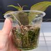 free_shipping/Hoya Thai Sunrise-ADD On-4-thumbnail