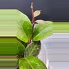 free_shipping/Hoya Thai Sunrise-ADD On-1-thumbnail