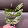 plant/Hoya Lobbi Silver - fresh top cutting-4-thumbnail