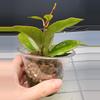 free_shipping/Hoya Thai Sunrise-ADD On-2-thumbnail