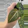 plant/Anthurium wonderboy X Michelle starter plant growers choice-2-thumbnail