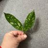 plant/Hoya Lobbi Silver - fresh top cutting-1-thumbnail