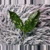 plant/Hoya Lobbi Silver - fresh top cutting-0-thumbnail