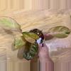 plant/Red congo mint high variegated with lots of pink!-2-thumbnail