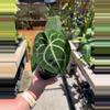 plant/Anthurium clarinervium 4”-0-thumbnail