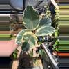 plant/Ficus tineke-0-thumbnail