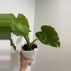plant/Alocasia Gaugeana Aurea-0-thumbnail