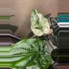 plant/Alocasia Cuculatta Albo/Mint PUP-4-thumbnail