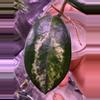 plant/Madara Green Edge unrooted cutting-2-thumbnail