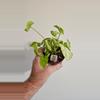 plant/Syngonium Golden Allusion-1-thumbnail