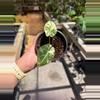 plant/Alocasia PBV pup-0-thumbnail