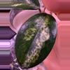 plant/Madara Green Edge unrooted cutting-1-thumbnail