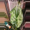 plant/Alocasia Cuculatta Albo/Mint PUP-3-thumbnail