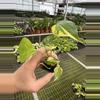 plant/Monstera yellow Marilyn starter plant growers choice-4-thumbnail