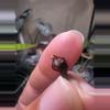plant/Sprouting Albo Pink Azlanii CORM-0-thumbnail