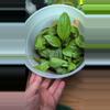 plant/Anthurium Acaule-0-thumbnail