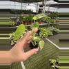 plant/Monstera yellow Marilyn starter plant growers choice-5-thumbnail