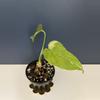 plant/Monstera Thai constellation tricolor-0-thumbnail