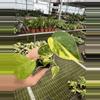 plant/Monstera yellow Marilyn starter plant growers choice-3-thumbnail