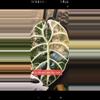 plant/Pink tri color Watts dolf alacasia corm grown-0-thumbnail