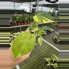plant/Monstera yellow Marilyn starter plant growers choice-0-thumbnail