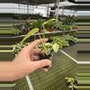 plant/Monstera yellow Marilyn starter plant growers choice-6-thumbnail