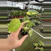 plant/Monstera yellow Marilyn starter plant growers choice-2-thumbnail