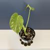 plant/Monstera Thai constellation tricolor-2-thumbnail
