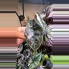 plant/Sprouting Albo Pink Azlanii CORM-1-thumbnail