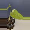 plant/Monstera Thai constellation tricolor-1-thumbnail